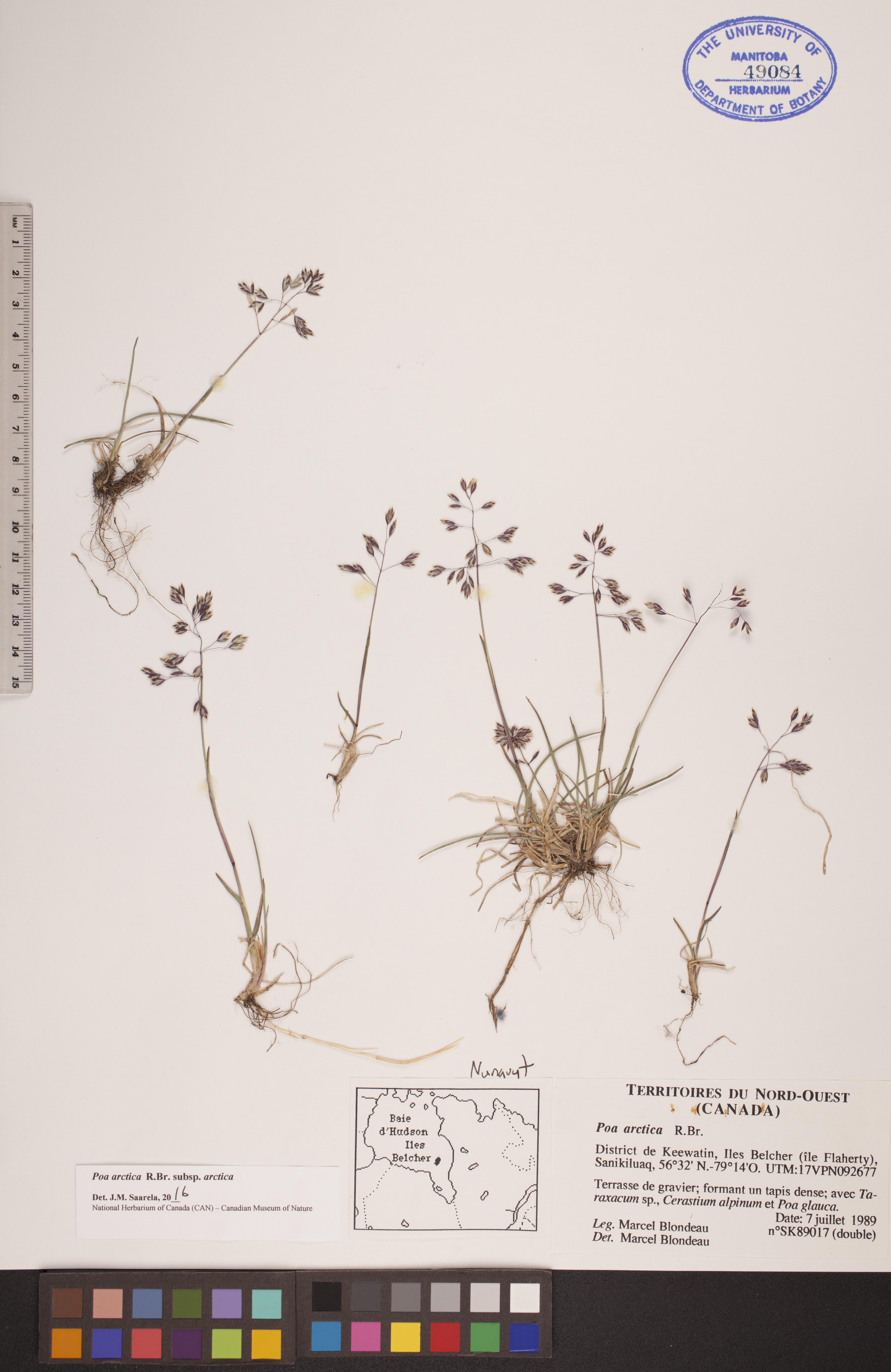 Poa arctica subsp. arctica image